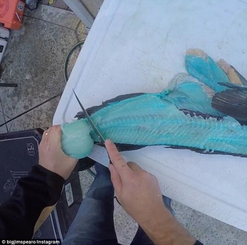 Ngã ngửa phát hiện thịt cá màu xanh dương - ảnh 1