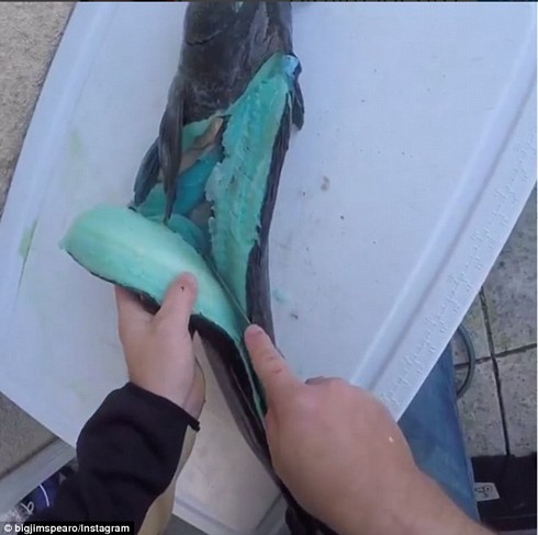 Ngã ngửa phát hiện thịt cá màu xanh dương - ảnh 2