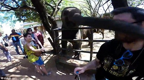 Xem video voi nổi giận tát du khách vì chụp ảnh tự sướng - ảnh 1