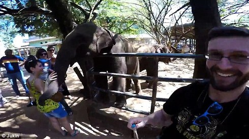 Xem video voi nổi giận tát du khách vì chụp ảnh tự sướng - ảnh 2