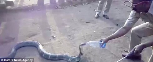 Xem video kỳ lạ rắn hổ mang chúa bò vào làng xin nước - ảnh 1
