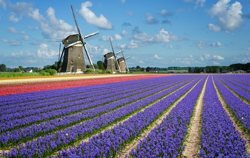 Ngắm cánh đồng hoa tulip đẹp như tranh ở Hà Lan - ảnh 1