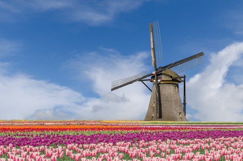 Ngắm cánh đồng hoa tulip đẹp như tranh ở Hà Lan - ảnh 3