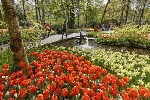 Ngắm cánh đồng hoa tulip đẹp như tranh ở Hà Lan - ảnh 2