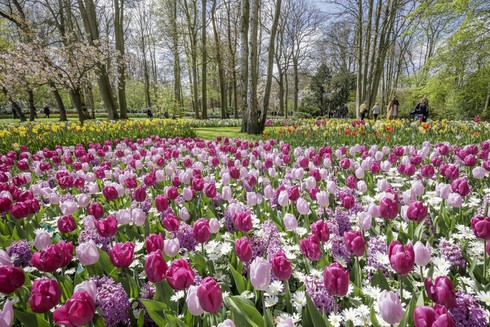 Ngắm cánh đồng hoa tulip đẹp như tranh ở Hà Lan - ảnh 4