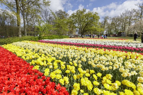 Ngắm cánh đồng hoa tulip đẹp như tranh ở Hà Lan - ảnh 5