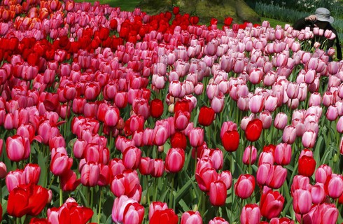 Ngắm cánh đồng hoa tulip đẹp như tranh ở Hà Lan - ảnh 7