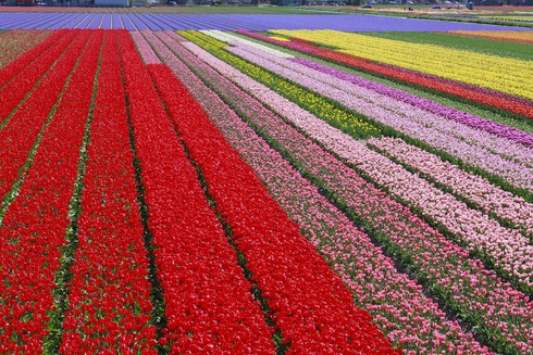 Ngắm cánh đồng hoa tulip đẹp như tranh ở Hà Lan - ảnh 8