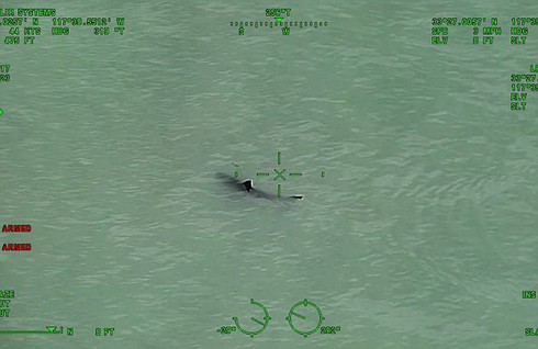 Xem video đàn cá mập trắng bơi sát bờ biển - ảnh 1