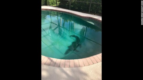 Hốt hoảng phát hiện cá sấu khủng trong bể bơi nhà - ảnh 1