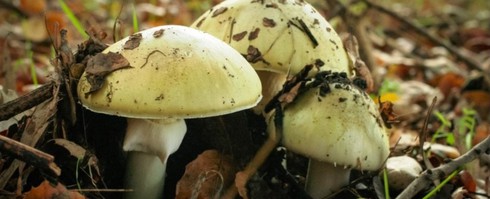 Cây nấm nhỏ mang chất độc như tử thần - ảnh 1