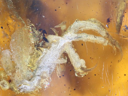 Chim hóa thạch còn nguyên móng, lông trong miếng hổ phách gần 100 triệu năm - ảnh 2