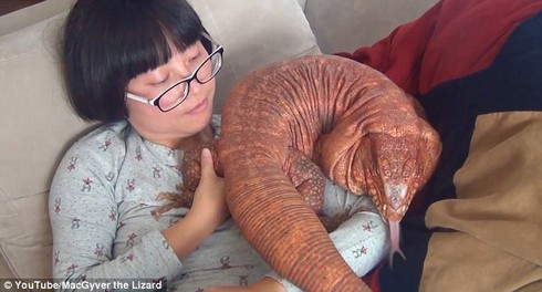 Video: Thằn lằn khổng lồ ăn ngủ cùng người - ảnh 1