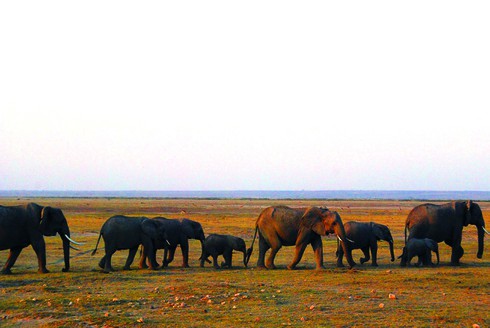 Theo chân thú hoang ở châu Phi - ảnh 2