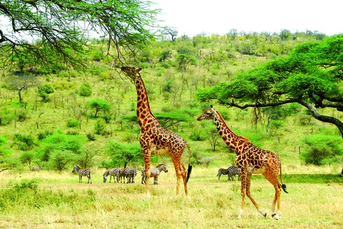 Theo chân thú hoang ở châu Phi - ảnh 1