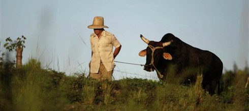 Cuba ban hành chính sách nông nghiệp mới - ảnh 1