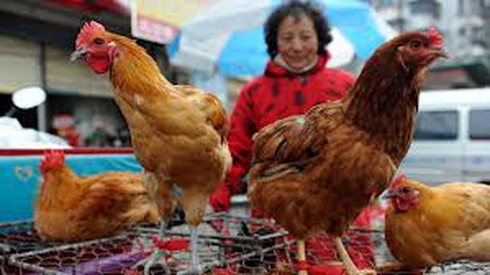 Trung Quốc: Đã có thêm người tử vong vì virus cúm H7N9 - ảnh 1