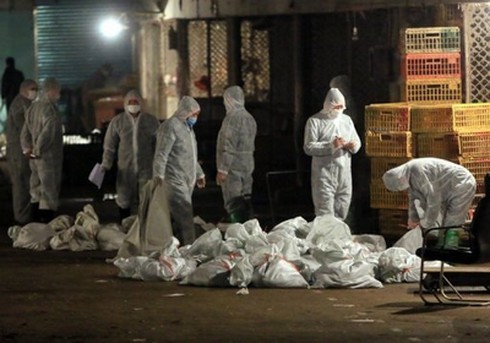 Ngăn dịch cúm H7N9, Trung Quốc cấm buôn bán, vận chuyển gia cầm sống - ảnh 1