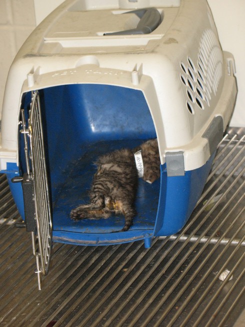 Tổ chức bảo vệ động vật PETA bị chỉ trích vì... tàn sát động vật - ảnh 6