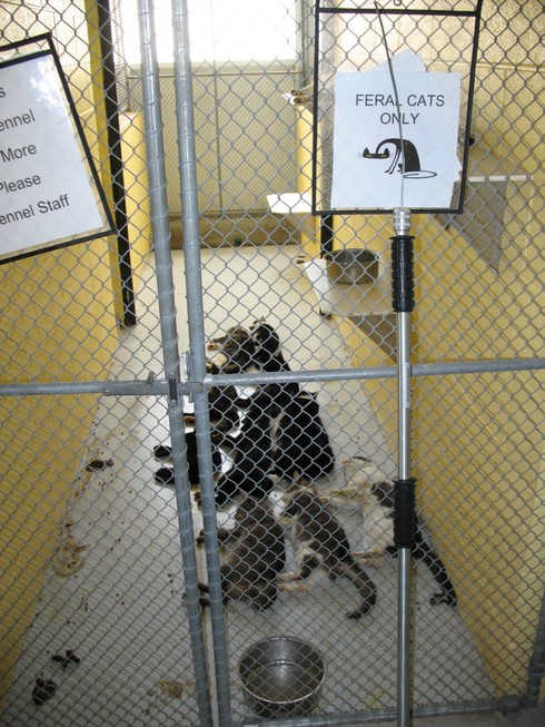 Tổ chức bảo vệ động vật PETA bị chỉ trích vì... tàn sát động vật - ảnh 8