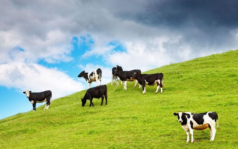 Ngân hàng cho vay đảo nợ: Tù mù, rủi ro - ảnh 1