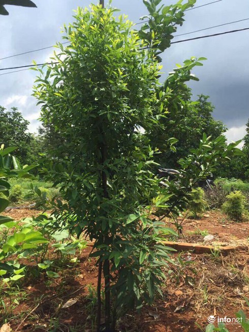 Bỏ ghế Hiệu trưởng, Tiến sỹ