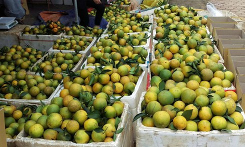 Vì sao cam Cao Phong chưa từng phải nhờ đến cộng đồng “giải cứu”? - ảnh 2