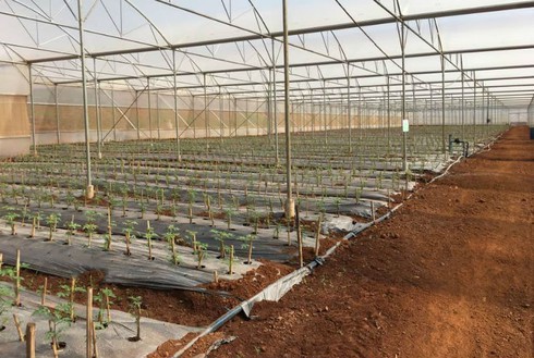 NHNN: Gói tín dụng 100 nghìn tỷ đồng cho nông nghiệp là cần thiết - ảnh 1