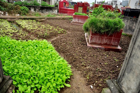 Shop TIN 4/4:Bộ trưởng lạc quan, thứ trưởng lạc lối, rau xanh dẫn ra nghĩa địa.. - ảnh 6