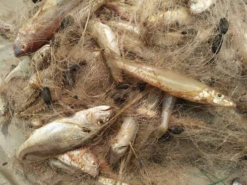 Shop TIN 19/4:Tát dân thành