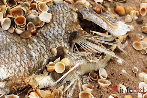 Shop TIN 23/4: Biển chết vì đâu: Dân lặn, dân mò, dân tìm, dân khẳng định: ĐÂY! - ảnh 15