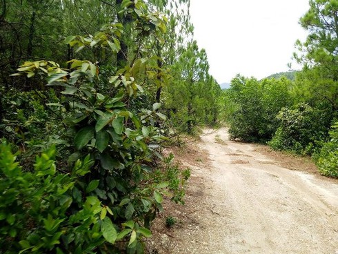 Shop TIN 15/7: Hà Tĩnh: Hàng trăm tấn rác thải có chữ Trung Quốc đổ vào rừng - ảnh 9