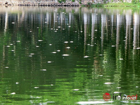 Shop TIN 2/8: NHỮNG NGÀY THƯỜNG ĐÃ CHÁY LÊN - ảnh 10