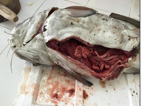 Shop TIN 25/8: Cá biển miền Trung chưa ăn được! - ảnh 2