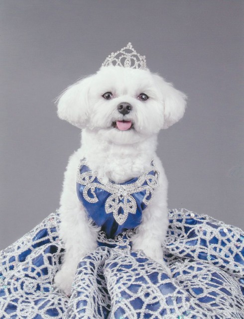 Trao thừa kế 1,5 triệu USD cho chó cưng - ảnh 1