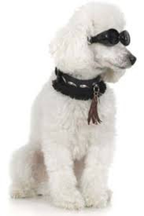 Gia tài kếch sù của những chú chó giàu nhất hành tinh - ảnh 2