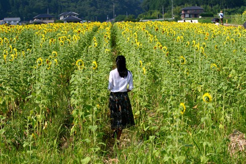 Sắc màu rực rỡ Lễ hội hoa Hướng Dương Nhật Bản - ảnh 10