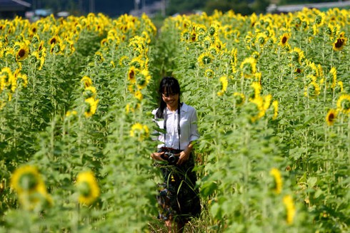 Sắc màu rực rỡ Lễ hội hoa Hướng Dương Nhật Bản - ảnh 11