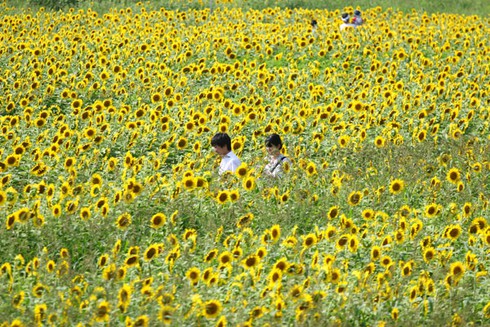 Sắc màu rực rỡ Lễ hội hoa Hướng Dương Nhật Bản - ảnh 12