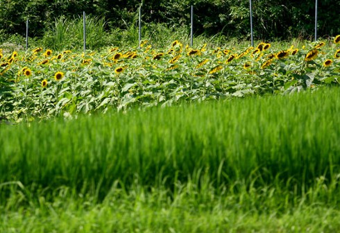 Sắc màu rực rỡ Lễ hội hoa Hướng Dương Nhật Bản - ảnh 2