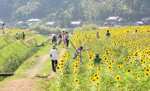 Sắc màu rực rỡ Lễ hội hoa Hướng Dương Nhật Bản - ảnh 3