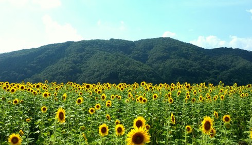 Sắc màu rực rỡ Lễ hội hoa Hướng Dương Nhật Bản - ảnh 4