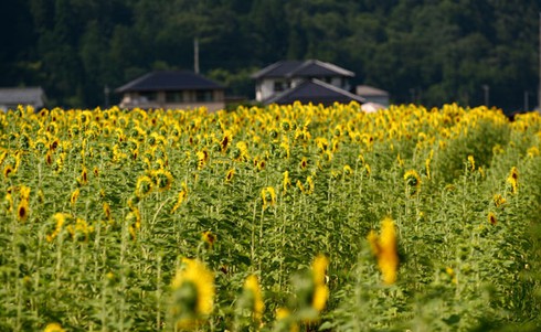 Sắc màu rực rỡ Lễ hội hoa Hướng Dương Nhật Bản - ảnh 5