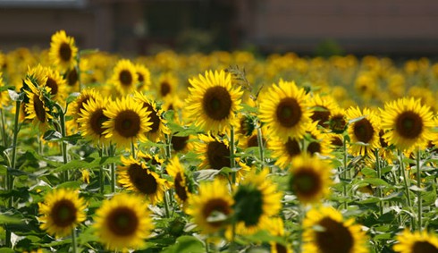 Sắc màu rực rỡ Lễ hội hoa Hướng Dương Nhật Bản - ảnh 6