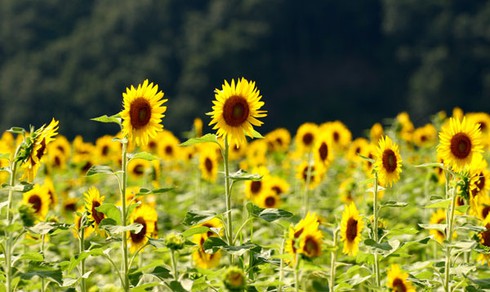 Sắc màu rực rỡ Lễ hội hoa Hướng Dương Nhật Bản - ảnh 7