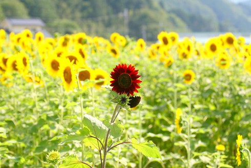 Sắc màu rực rỡ Lễ hội hoa Hướng Dương Nhật Bản - ảnh 8