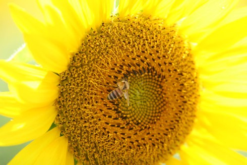 Sắc màu rực rỡ Lễ hội hoa Hướng Dương Nhật Bản - ảnh 9