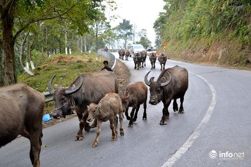 Lào Cai di chuyển hơn 500 con trâu xuống vùng thấp tránh băng tuyết - ảnh 2