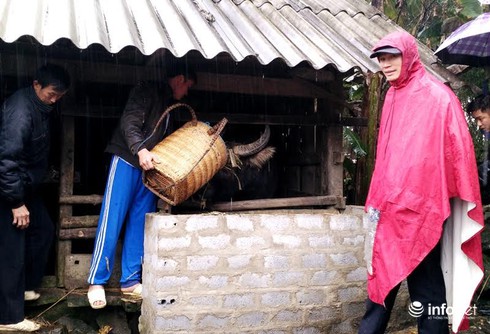 Lào Cai di chuyển hơn 500 con trâu xuống vùng thấp tránh băng tuyết - ảnh 1
