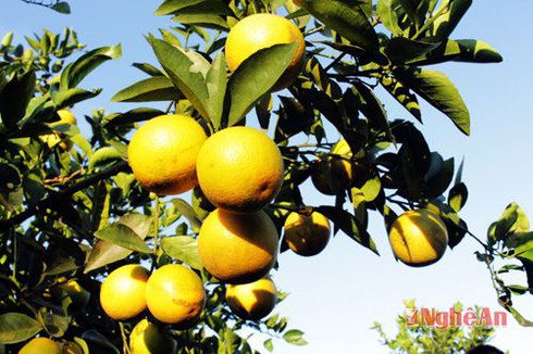 Shop TIN 26/1: Nếu tôi làm Thủ tướng... - ảnh 15